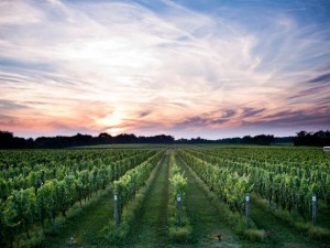 North Fork view of Bedell Vineyard